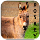 Donkey sounds icon