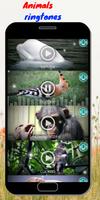 Animals Sound - Real Free ภาพหน้าจอ 3