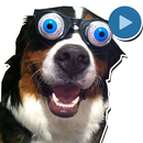 Funny Memes stickers Animeted APK