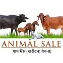 गाय भैंस  :  खरीदे बेचें APK