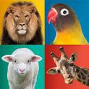 Dieren geluiden-APK