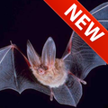 Bat Sounds App