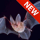 Bat Sounds App ícone