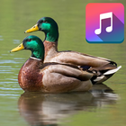 Duck Sounds Ringtones Free icon