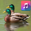 Duck Sounds Ringtones Free APK