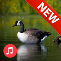 Goose Sounds Real