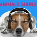 Animals sound effects