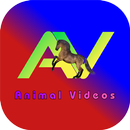 AV Box : Animal Videos APK