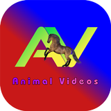 AV Box : Animal Videos