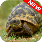 Turtle Wallpapers icon