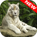 White Tiger Wallpapers APK