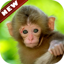 🐵Baboon Wallpapers APK
