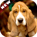 🐕 Basset Hound wallpaper APK