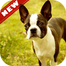 🐦 Boston Terrier Fonds d'écran - Dog Wallpaper APK