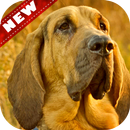 🐦 Bloodhound Fonds d'écran - Dog Wallpaper APK