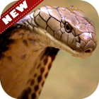 🐋 Cobra Wallpapers – Snake Wallpaper আইকন