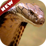 🐋 Fonds d'écran Cobra - Fond d'écran Serpent icône