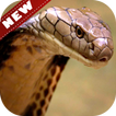 🐋 Cobra Wallpapers – Snake Wallpaper