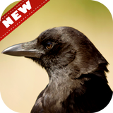 آیکون‌ Crow Wallpaper