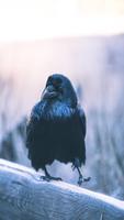 Crow Wallpaper Plakat