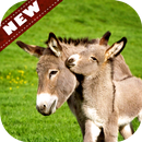 Donkey wallpaper APK