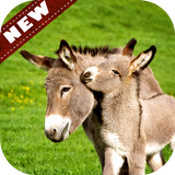Donkey wallpaper آئیکن