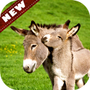 Donkey wallpaper APK