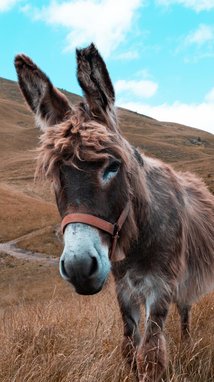 Скачать Donkey wallpaper APK для Android Скачать Donkey wallpaper APK для Android