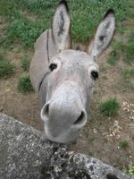 Donkey wallpaper captura de pantalla 3