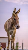 Donkey wallpaper captura de pantalla 1