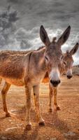 Donkey wallpaper captura de pantalla 2