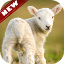 🐐山羊壁纸 APK