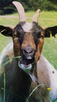 🐐 Goat Wallpaper bài đăng