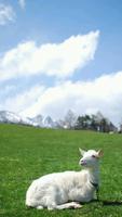 🐐 Goat Wallpaper ảnh chụp màn hình 1