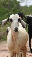🐐 Goat Wallpaper ảnh chụp màn hình 2