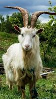🐐 Goat Wallpaper ảnh chụp màn hình 3
