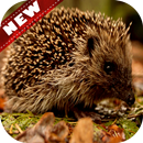 🦔 Hedgehog Wallpaper 4K APK