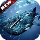 🐋 Whale Wallpapers – Fish Wallpaper APK