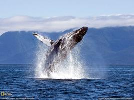 🐋 baleine Fonds d'écran Affiche