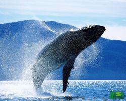 🐋 baleine Fonds d'écran capture d'écran 1