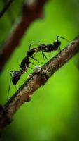 Ant Wallpapers🐜 - Insects Wallpaper plakat