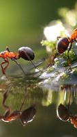 Ant Wallpapers🐜 - Insects Wallpaper Ekran Görüntüsü 3