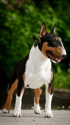 Tải xuống APK 🐕 Bull Terrier Wallpapers – Cute Dog Wallpaper cho Android Tải xuống APK 🐕 Bull Terrier Wallpapers – Cute Dog Wallpaper cho Android