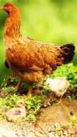 🐔Chicken Wallpapers Plakat