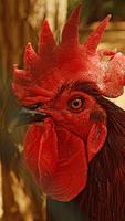 Chicken Wallpapers স্ক্রিনশট 1