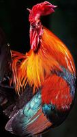 🐔Chicken Wallpapers Screenshot 2