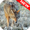 Coyote Wallpapers