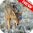 Coyote Wallpapers APK