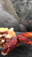 Crab Wallpapers اسکرین شاٹ 1
