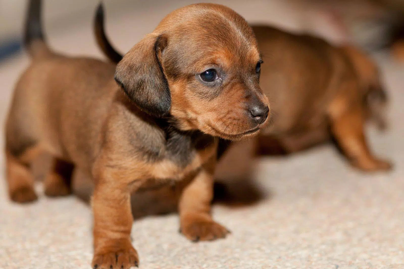 🐕 Dachshund Wallpapers – Cute Dog Wallpaper APK for Android Download 🐕 Dachshund Wallpapers – Cute Dog Wallpaper APK for Android Download